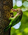 Image 10The lineated barbet (Psilopogon lineatus) is an Asian barbet native to the Terai, the Brahmaputra basin to Southeast Asia. It is a frugivore and nests in holes of tree trunks. The pictured specimen was photographed at National Botanical Gardens, Dhaka. Photo Credit: Nafis Ameen