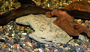 The gray shape is the Surinam toad.