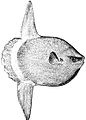 Image 11The huge ocean sunfish, a true resident of the ocean epipelagic zone, sometimes drifts with the current, eating jellyfish. (from Pelagic fish)