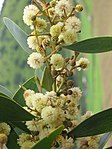 Arten svartvedsakacia (Acacia melanoxylon).