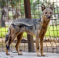 side-striped jackal