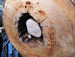 A cross section of a bald cypress at the Corkscrew Swamp Sanctuary, showing the roots of a strangler fig inside of it