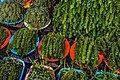 Sea grapes (Caulerpa lentillifera) were originally cultivated in the Philippines. They are usually eaten raw with vinegar, as a snack or in a salad.[34]