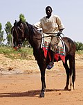 Un Aréwa, souvent considéré comme une variété du Dongola, monté par son propriétaire et éleveur au Niger.