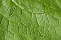 leaf veins