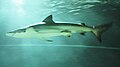 copper shark