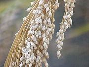 Ripe head of proso millet