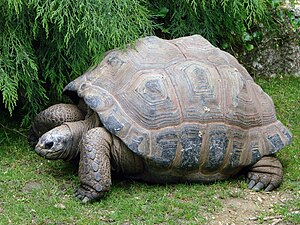 Aldabrasköldpadda Aldabrachelys gigantea