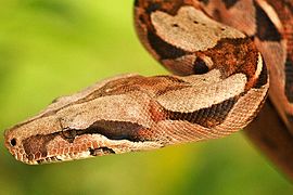 Boa constrictor[91]