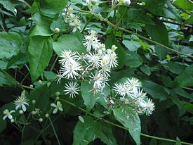 Типовой вид Clematis vitalba