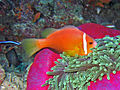 Amphiprion nigripes