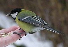 adult Great Tit perched on hand