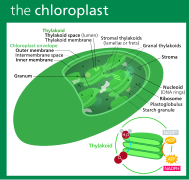 Dibuix esquemàtic d'un cloroplast. Kelvinsong 2013