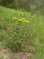 Inula hirta Germany - Tauberfranken