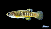 Thumbnail for Fundulus luciae