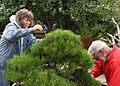 Volunteers working on Japanese Black Pine