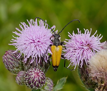 Stictoleptura fulva