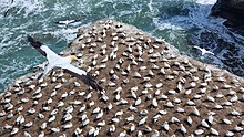 A colony of numerous white seabirds seen from overhead on a rock next to the ocean, with three birds in flight.