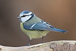 Mésange bleue perchée sur une branche.