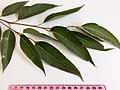 adult leaves