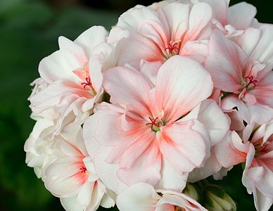 Pelargonium zonale (Horse-shoe Pelargonium)