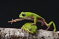 Vuoden 2017 kuva: Kaksi vihreää sammakkoa oksalla. Kuvaajana Renato Augusto Martins.