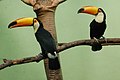 Toucans at Bronx Zoo.