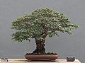 Chinese Elm