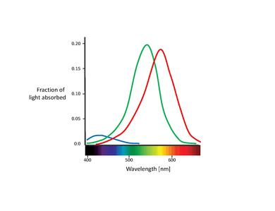 Absorption curves for the different cones. Blue, green, and red represent the absorption of the S (420 nm), M (530 nm), and L (560 nm) cones, respectively.