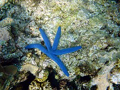 Linckia laevigata in Papua Nova Guinea