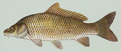 Carpa/Common carp