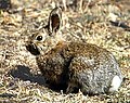 Snowshoe hare (Lepus americanus)