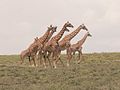 Krdo masai žirafa u Tanzaniji