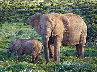 'n Koei en haar kalf in die Addo-olifant Nasionale Park, Suid-Afrika