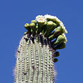 Flowers; Sabino Canyon, Tucson, Arizona