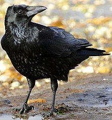 Foto einer schwarzen Aaskrähe am Strand