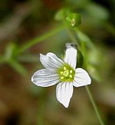 Linum catharticum