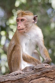 Шриланкански макаки (Macaca sinica) у Националном парку Јала, Шри Ланка