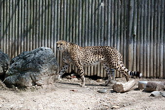 A cheetah