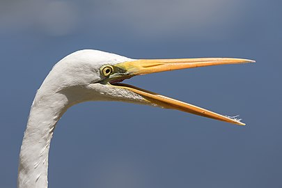 Eastern great egret head with open beak