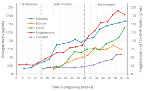 Estrogen, progesterone, and 17α-hydroxyprogesterone (17α-OHP) levels during pregnancy in women.[1] The dashed vertical lines separate the trimesters. Determinations were via radioimmunoassay.[1]