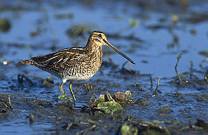 Stonger (Gallinago gallinago)