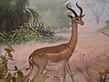 gerenuk