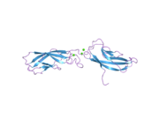 2a4e: Crystal structure of mouse cadherin-11 EC1-2