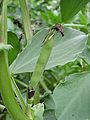 unripe legume