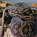 Australian scrub python