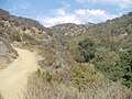 Hastain Trail in Franklin Canyon Park