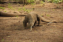 Photographie d'un animal marchant à quatre pattes, la langue sortie.