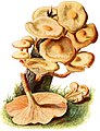 Foranderlig skælhat (Kuehneromyces mutabilis)