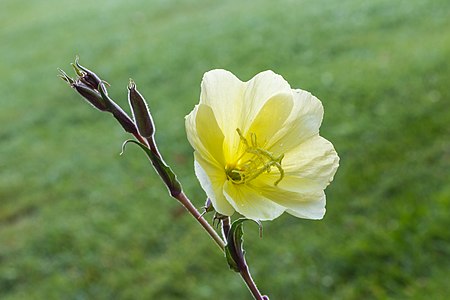 Oenothera stricta (d.j.b.) 02